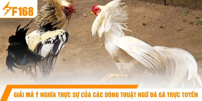 Giải mã ý nghĩa thực sự của các dòng thuật ngữ đá gà trực tuyến