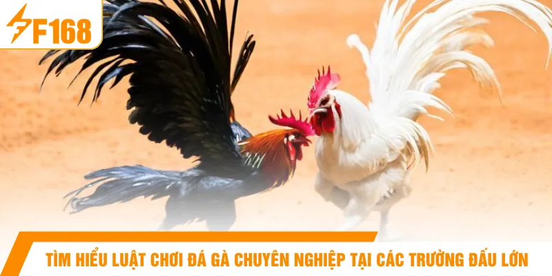 Tìm hiểu luật chơi đá gà chuyên nghiệp tại các trường đấu lớn